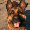 An Ode To Fallout 4&#039;s Dogmeat After Real Life Dog Inspiration Named River Passes Away