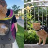 These Stray-Branded Accessories Let You Transport Your Cat With Futuristic Flair